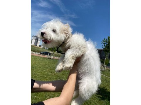 Maltipoo 6 aylık dişi