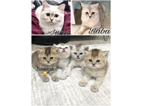 2 aylık british shorthair yavrularımız