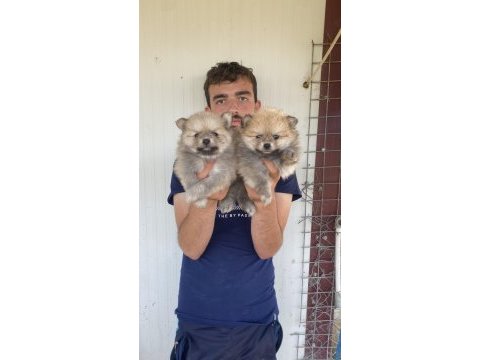 A kalite pomeranian yavrular
