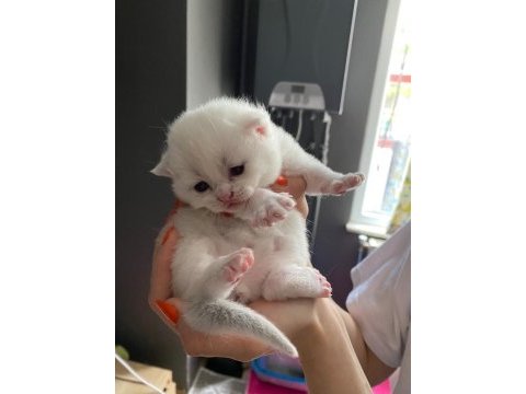 Minik british shorthair bebeklerim için yuva arıyorum