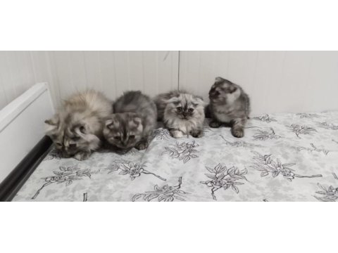 Dört kardeş yeni yuvalarını arıyor