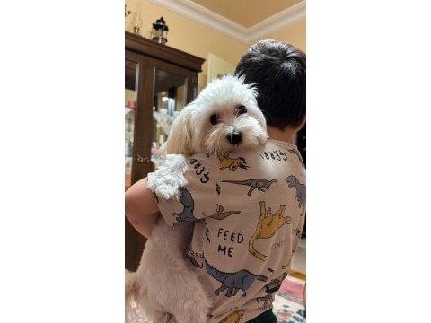 Maltipoo köpeğimiz kuki