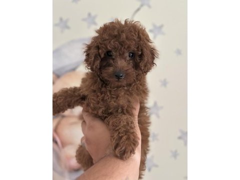 Yüz yapısı muhteşem red toy poodle yavrular