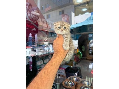 Irk ve sağlık garantili scottish fold yavrularımız