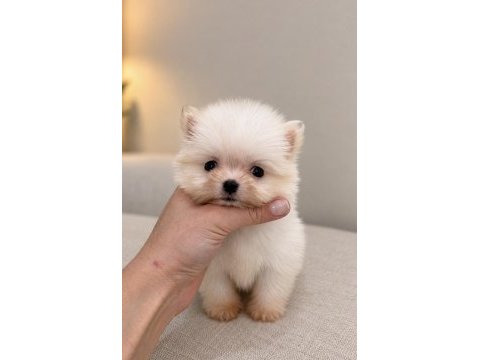 Micro mini boy üst düzey biblo pomeranian boo