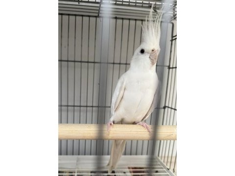Albino sultan papağanımız