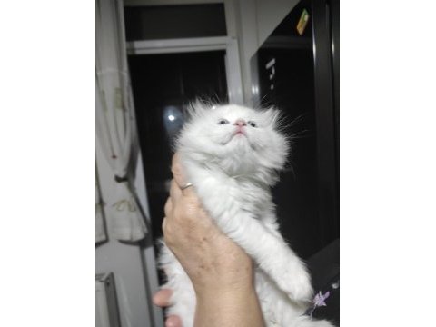 2 aylık 50 günlük chinchilla