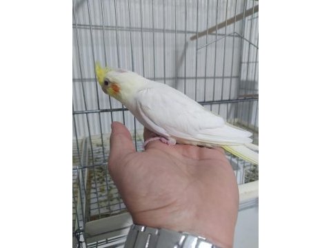 Sultan papağanı 6 aylık