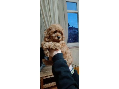 A kalite maltipoo köpekler