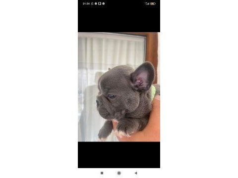 French bulldog blue erkek ankara içi