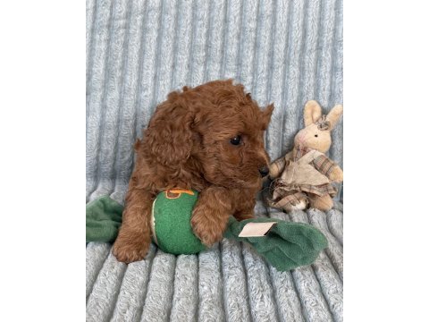 Eşsiz güzellikte toy poodle yavrumuz