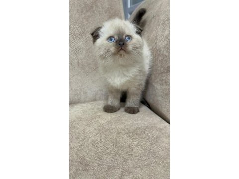 Show kalite çikolata point minik ayı kedimiz