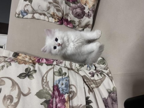 British longhair erkek yavru