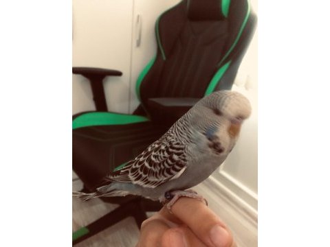 İri şov jumbo vasıflı muhabbet kuşu