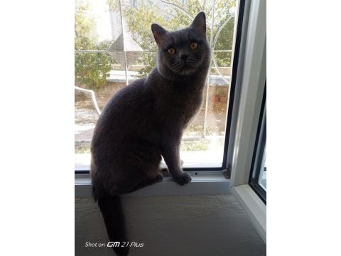 Rengi gibi duman british shorthair