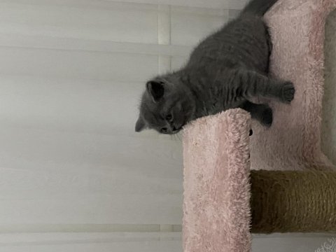 55 günlük british shorthair