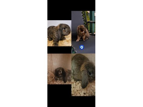 Mini lop takım tavşan