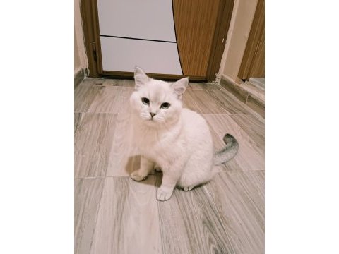 Safkan british shorthair bluepoint 6 aylık erkek
