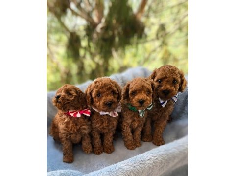 Kore toy poodle ruhsatlı bayiden