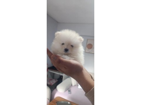 Pomeranian en tatlı yavrucuklar