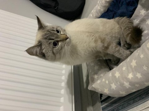 British longhair oyuncu