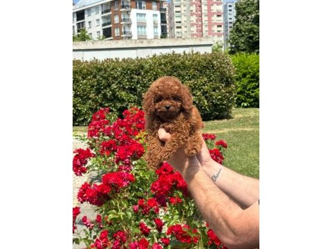 Toy poodle bebekler