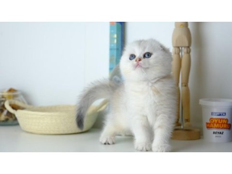 Scottish fold top kafa silver yavrumuz