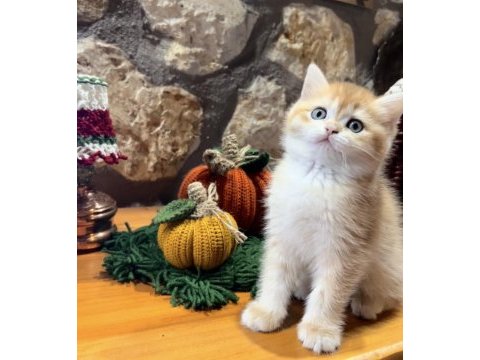 Saf kan golden british shorthair (şecereli)