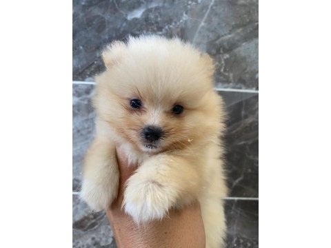 Orjinal minyatür pomeranian
