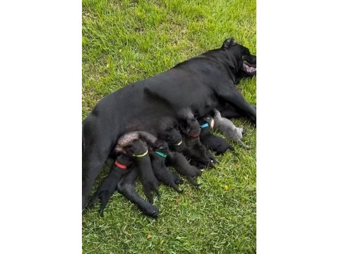 Hırslı cane corso yavrular