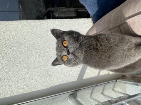 British shorthair kedisi