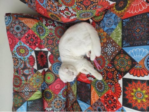 Kısır olmayan on aylık dişi scottish fold