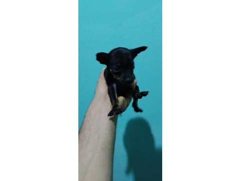 50 günlük aşılı 2 dişi köpeğimiz