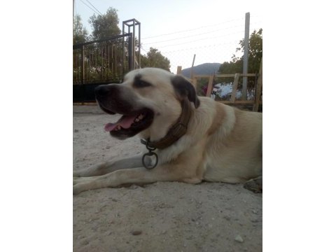 Açık kahve renkli kırma kangal