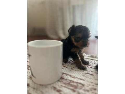 Yorki bebek köpekler