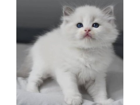 Nadir bulunan ragdoll yavrumuz