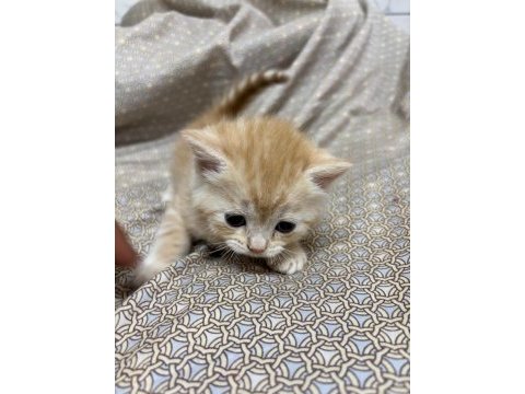 British longhair 2,5 aylık