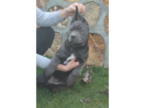 Cane corso yavrularım