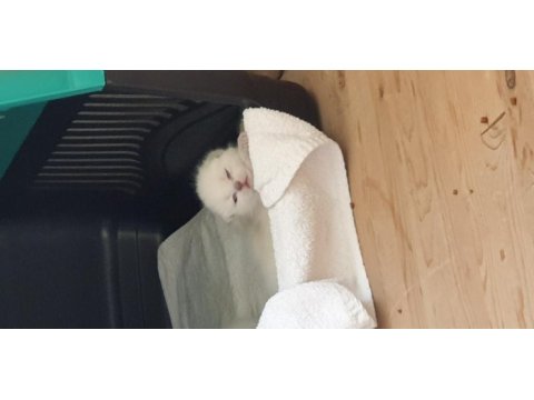 Scottish fold yetişkin