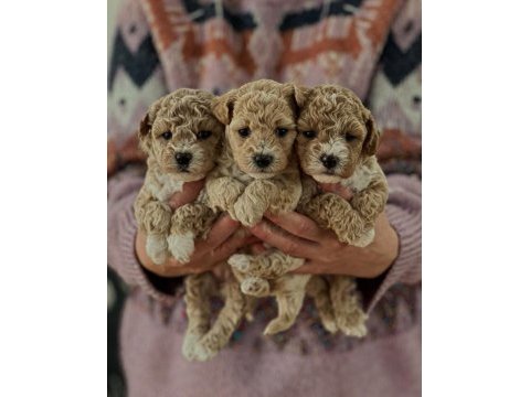 Maltipoo  yavrularımız 
