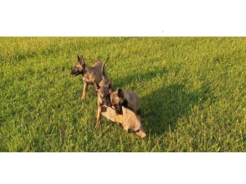 Irk ve sağlık garantili belçika kurdu (malinois) yavrular