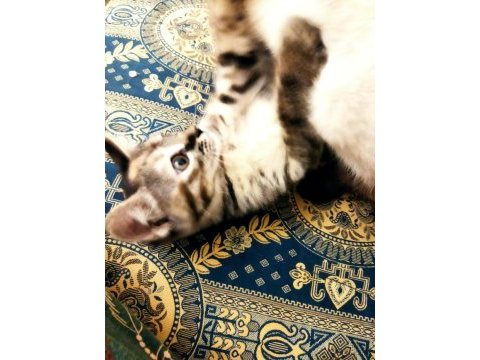 Siyam kırması yavru kedimiz