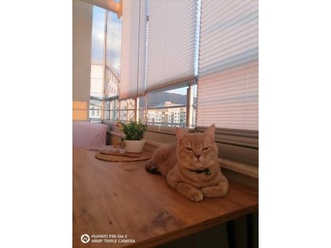 Uysal salep sahibini bekliyor