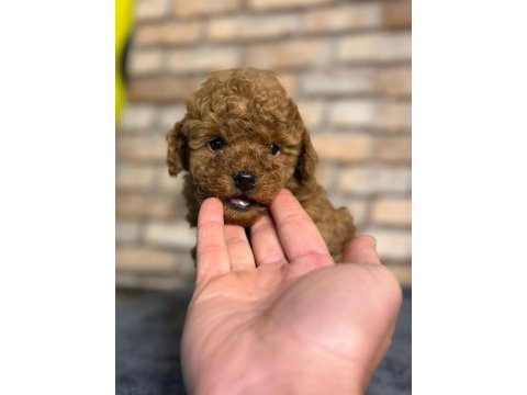 En küçük boy toy poodle yavrularım
