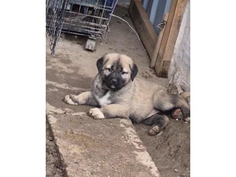 Orjinal safkan kangal yavrular