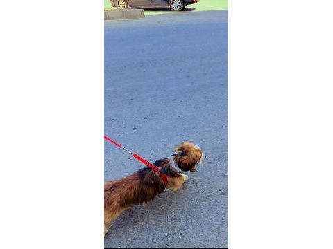 Mardin kızıltepe pekinez köpeğim
