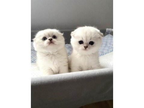 Irk ve sağlık garantili scottish fold yavrular