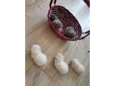 Orijinal british shorthair blue point ve scottish straight