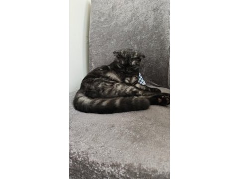 Scottish fold 6 aylık