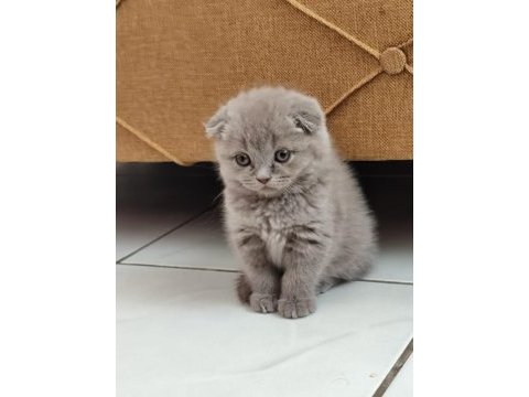 1 aylık scottish fold yavrular sahiplendirmek istiyorum